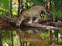 Схема вышивки «№441126»