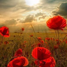 Схема вышивки «маки»