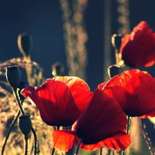 Схема вышивки «маки»