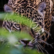 Схема вышивки «№441267»