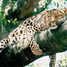 Схема вышивки «№441278»