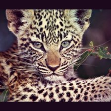 Схема вышивки «№441286»