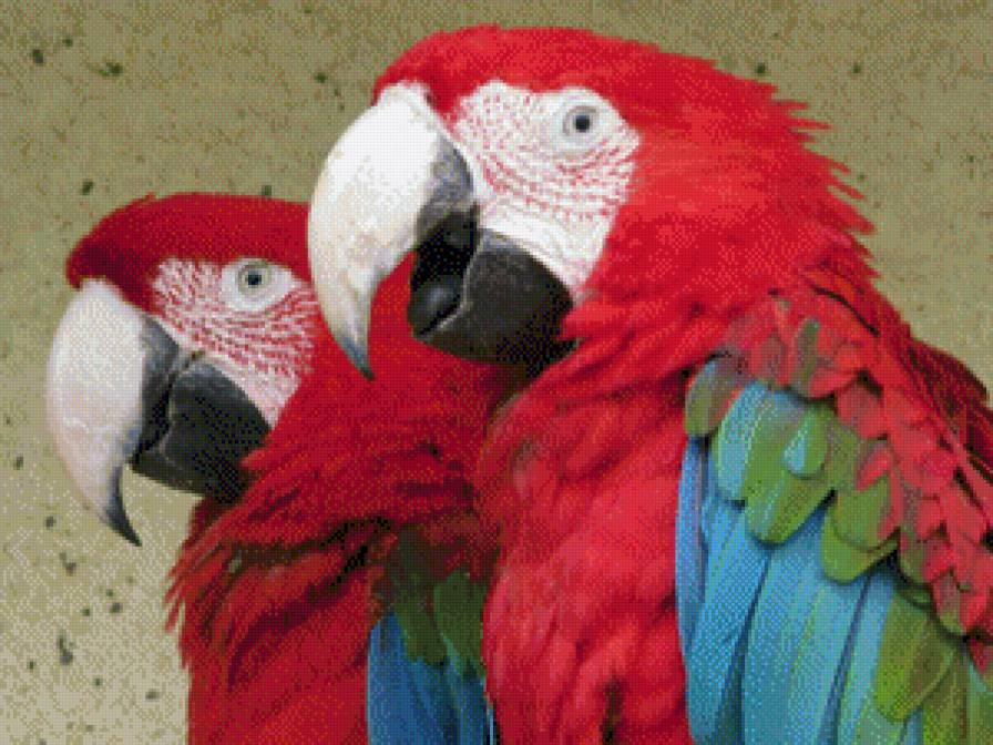 попугаи - попугаи, птицы - предпросмотр