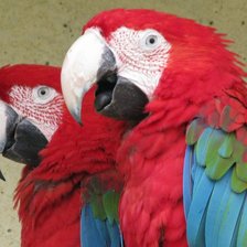 Схема вышивки «попугаи»