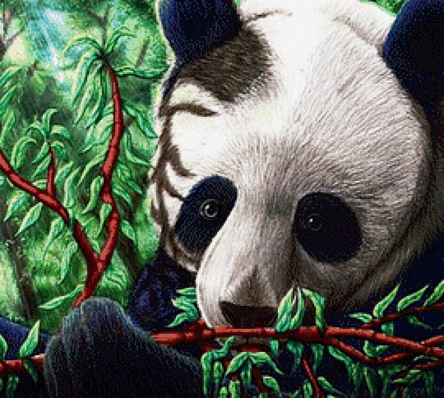 Панда - медведи, животные, панда - предпросмотр