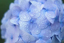 Схема вышивки «Синяя гортензия»