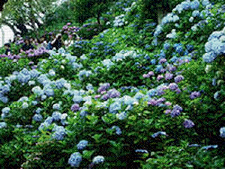 Синяя гортензия - предпросмотр