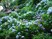 Синяя гортензия