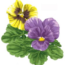 Схема вышивки «анютины глазки»