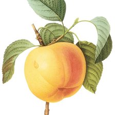 Схема вышивки «№441866»