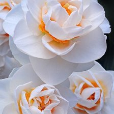 Схема вышивки «цветы»