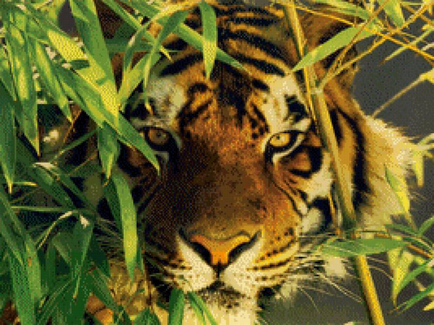 Тигр - тигр - предпросмотр