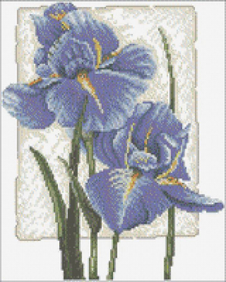ирисы - цветы, букет - предпросмотр