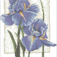 ирисы