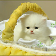 Котенок в корзине