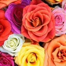 Схема вышивки «Розы»