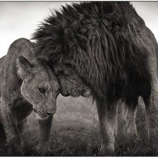 Схема вышивки «№442878»