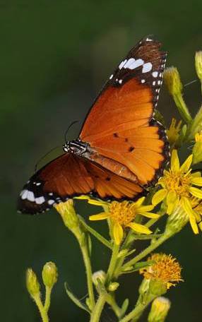 Бабочка - бабочка - оригинал