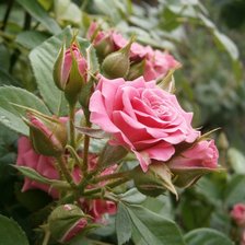 Схема вышивки «Розы»