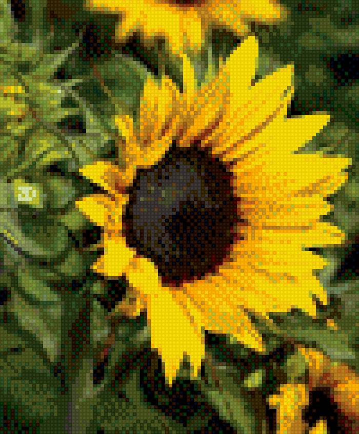 Подсолнух - подсолнух - предпросмотр