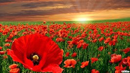 маки - поле, маки - оригинал