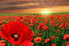 Схема вышивки «маки»