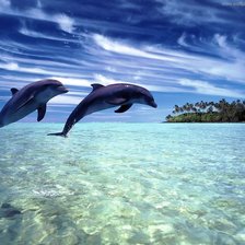 Схема вышивки «дельфины»