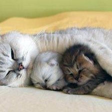 Схема вышивки «Мама»