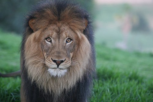 царь зверей - лев, царь зверей, животное, природа, хищник - оригинал