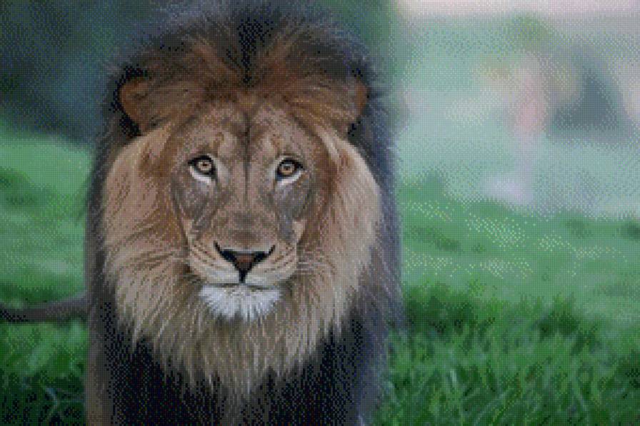 царь зверей - животное, царь зверей, природа, лев, хищник - предпросмотр