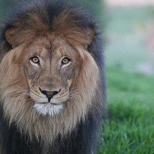 Схема вышивки «царь зверей»