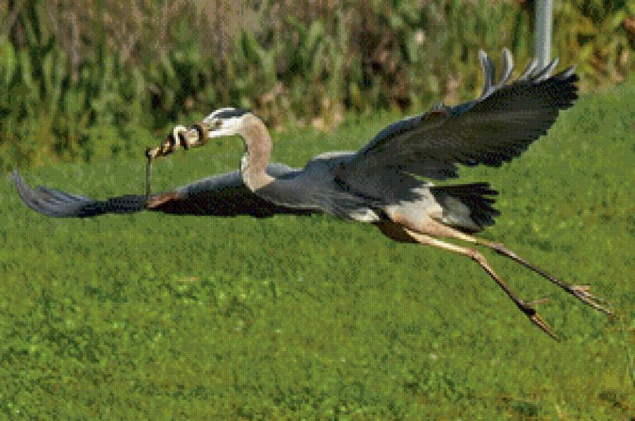 птицы - природа, змея, еда, птицы - предпросмотр