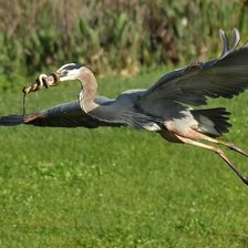 Схема вышивки «птицы»