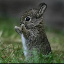 Схема вышивки «зайчик»