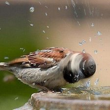 Схема вышивки «воробей»