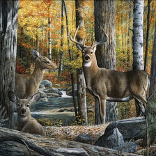 дикая природа