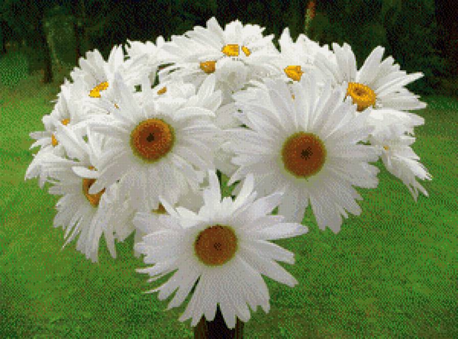 Букет ромашек - цветы - предпросмотр