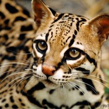 Схема вышивки «№443673»