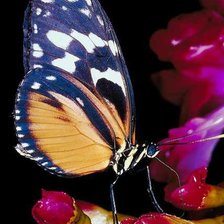 Схема вышивки «бабочка»