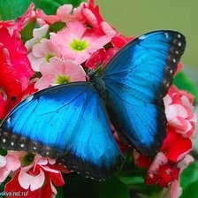 Схема вышивки «бабочка»