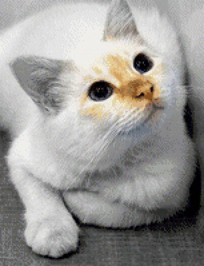 киса - киса, животные, кошка - предпросмотр