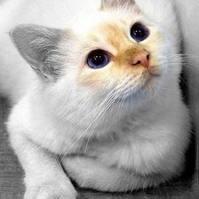 Схема вышивки «киса»