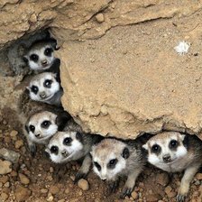 Схема вышивки «Семейство сурикатов»