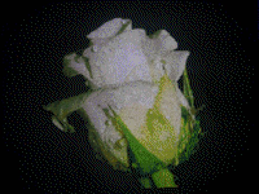 roza - предпросмотр