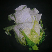 Схема вышивки «roza»