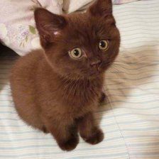 Схема вышивки «Шоколадная лапа»