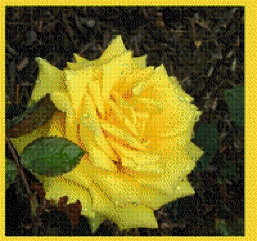 roza - предпросмотр