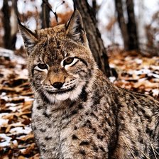 Схема вышивки «№444298»