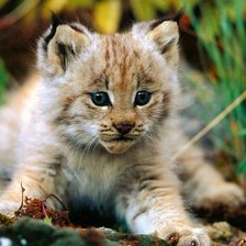 Схема вышивки «№444300»