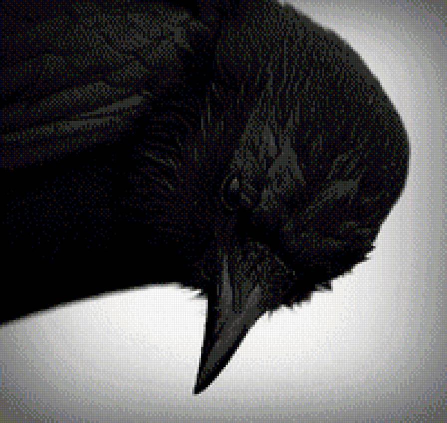 Ворон2 - вороны, ворон - предпросмотр